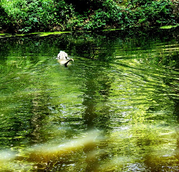 AF03.jpg - Er weerspiegeld zoveel groen in het water dat je bijna niet meer ziet dat het water is.