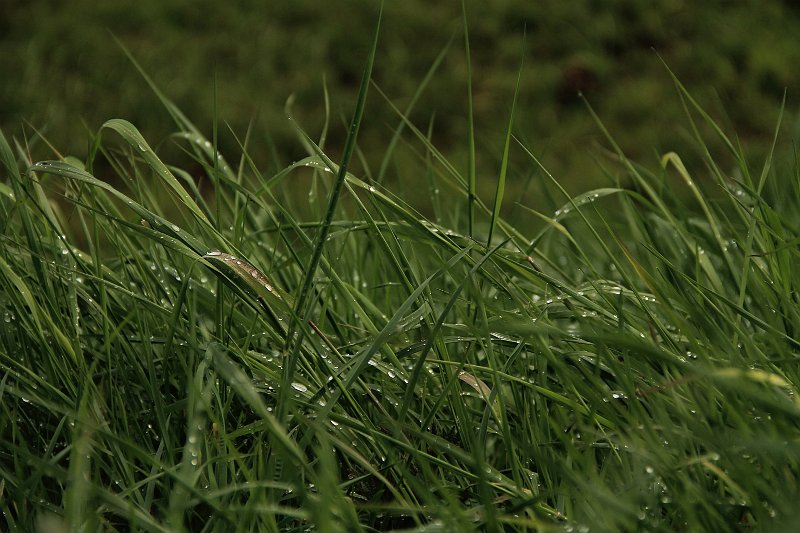 AG01.jpg - Mooi al dat gras met die druppels. Ook het scherpe gebied is mooi strak door het beeld.