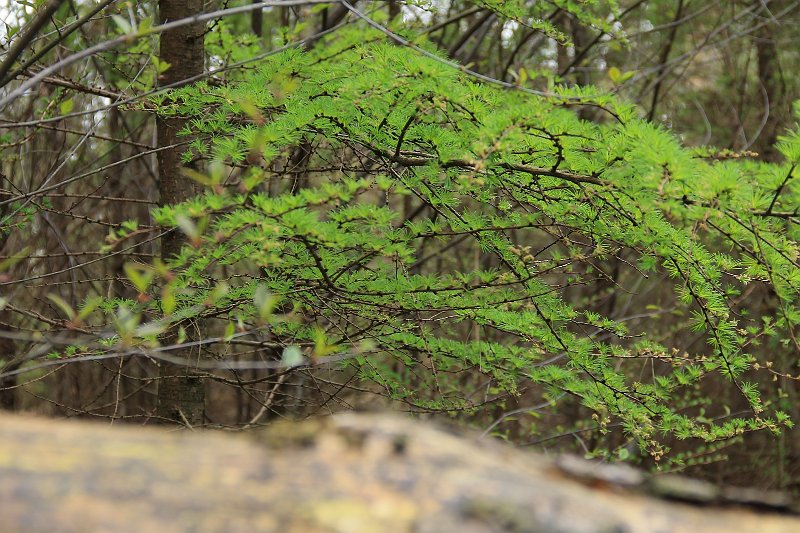 AG02.jpg - Het is jammer dat er aan de onderkant zo'n onscherp deel zit. Ook de Larix takken hadden iets scherper gemogen. De ISO waarde op 400 instellen had een kleiner diafragma gat gegeven met een grotere scherptediepte.