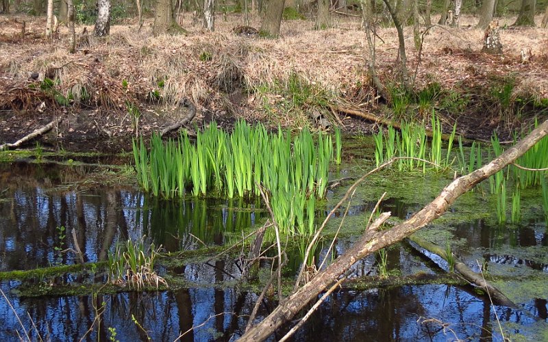 AH03.jpg - Het schrille contrast van die dorre omgeving met dat verse groen is het sterke punt van deze foto. De in mijn ogen iets te nadrukkelijk aanwezige tak op de voorgrond is wel jammer.