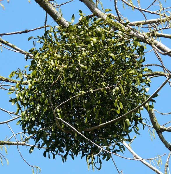 AJ02.jpg - Prachtig deze grote groene bos Maretak, of ook wel bekend onder de naam Mistletoe.