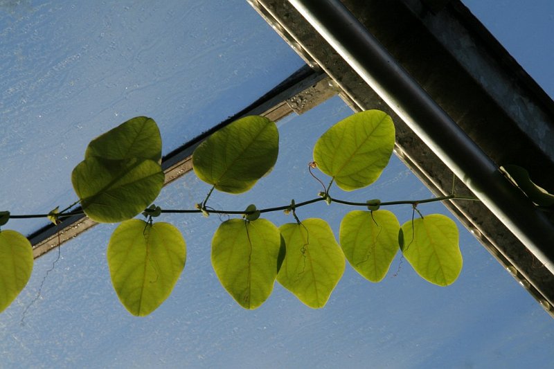 AK01.JPG - Mooi dat contrast die groene blaadjes tegen die blauwe lucht. Jammer dat het ijzer nogal nadrukkelijk in beeld is.