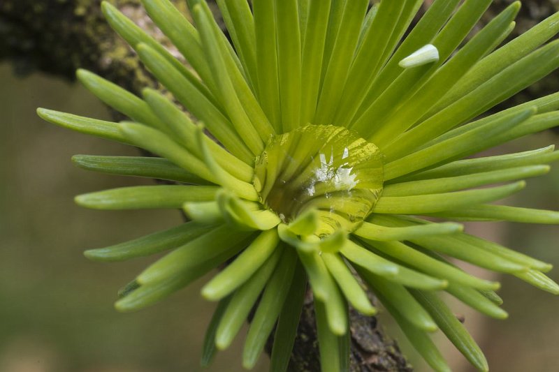 AM03.jpg - Die druppel in het hart van dit toefje fris groene  Larixnaalden werkt als een spiegel en een extra "vergrootglas".