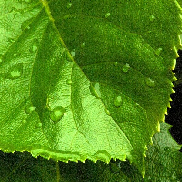 AP02.jpg - Ook andere blaadjes met druppels zijn het fotograferen waard. En als het dan ook nog zo knal groen is springt het er helemaal uit.