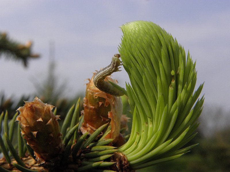 AT01.JPG - Groene uitloper van de Spar en een groen rupsje. Mooi scherp en goed belicht.