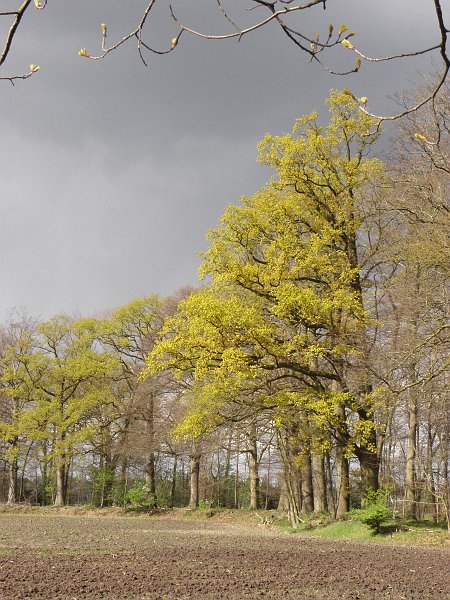 AT02.JPG - Dat prille groen tegen zo'n donkere lucht dat knalt er uit.