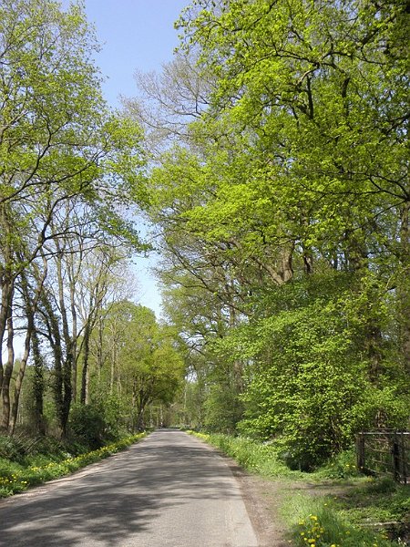 AT03.JPG - Ook hier het frisse nieuwe groen. Wat betreft de compositie zou het misschien mooier zijn om de 2 zijkanten van de weg gelijk te zetten met de zijkanten van de foto.