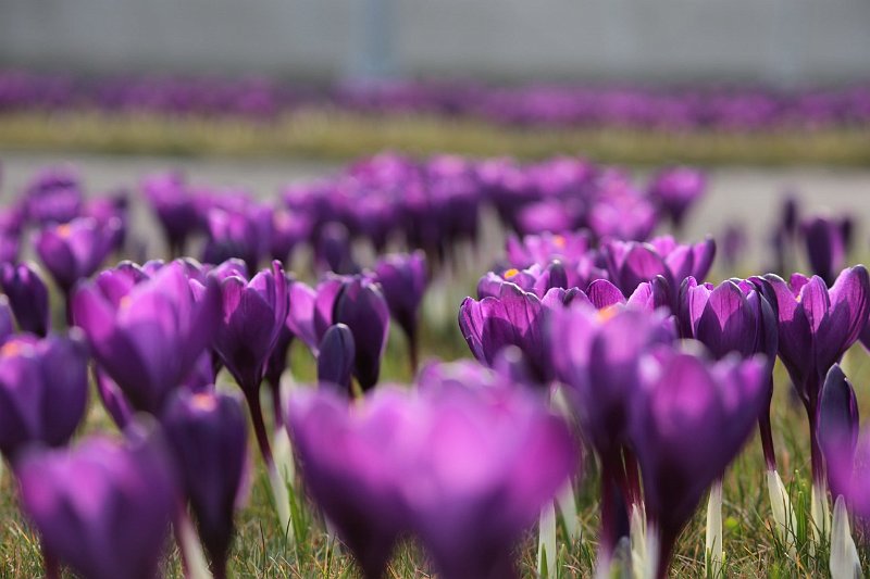 AA01.jpg - Mooi dat lage camerastandpunt en die geringe hoeveelheid scherpte diepte. Ook de belichting is perfect.