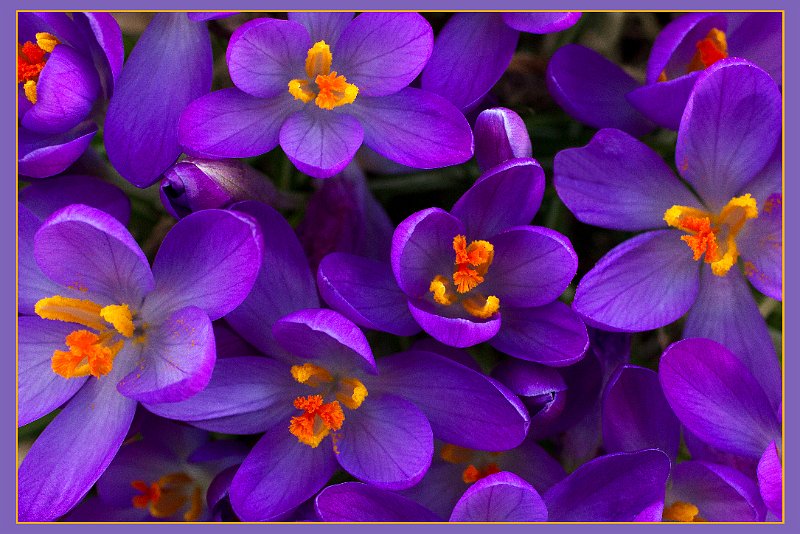 AB01.jpg - Mooi paars. Goed belicht en zo van boven heeft het oranje van de meeldraden en stampers ook nog een mooi kleurcontrast.