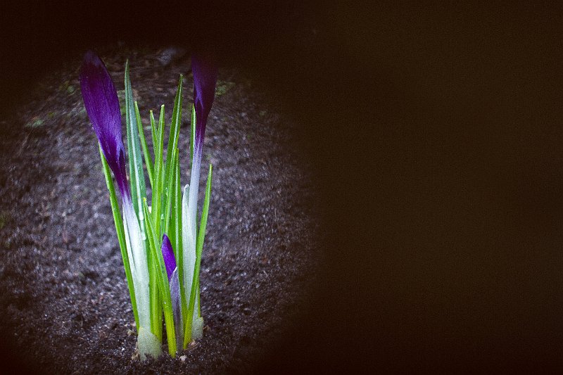 AB03.jpg - Jammer dat de cirkel net iets te veel van het topje van de crocussen heeft afgehaald.