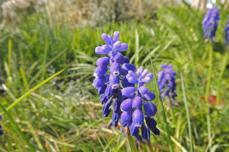 AH01.jpg - Hier had ik er denkik voor gekozen om minder onscherp gras in beeld te nemen.          