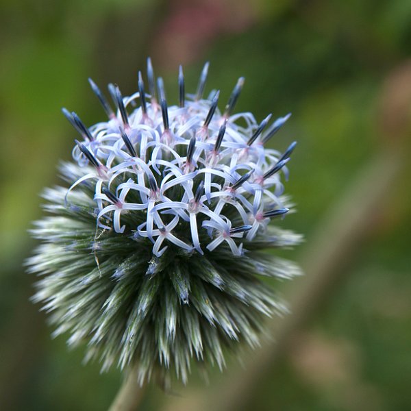 AI02.jpg - Mooi die weglopende scherpte naar de buitenkant van de knop. Door de bolling loopt die onscherpte mooi helemaal rond. Ook is de belichting erg mooi.