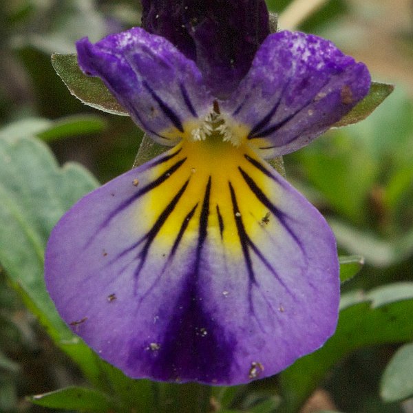 AP02.jpeg - De scherpte ligt hier iets te ver naar achteren. De groene blaadjes direct achter de bloem zijn iets scherper als de bloemblaadjes zelf.