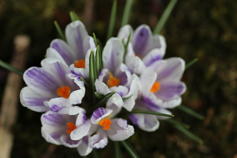 AQ01.JPG - Door de diafragma opening van 2.8 is hier maar een heel kleine scherptediepte en die ligt net iets boven de bloemen de daarboven uitstekende groene blaadjes zijn scherper. Hier is het heel belangrijk om maar 1 scherpstelvlak te kiezen en ook het goede zodat een deel van de bloemen scherp wordt afgebeeld.