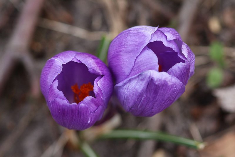 AQ02.JPG - Hier ligt de scherpte heel mooi op 1 van de bloemen.