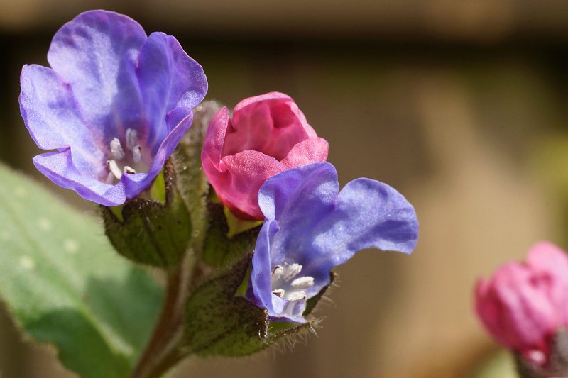 AR03.jpg - De scherpte ligt hier weer precies goed op de bloemen.