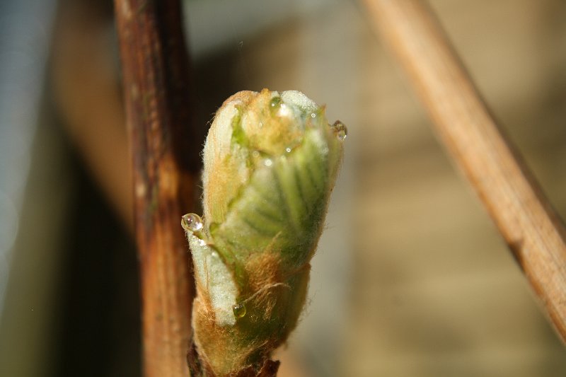 AB01.JPG - Jammer dat de knop aan de voorkant niet helemaal scherp is. Door een kleiner diafragmagat (groter getal) te gebruiken had dit wel gelukt.