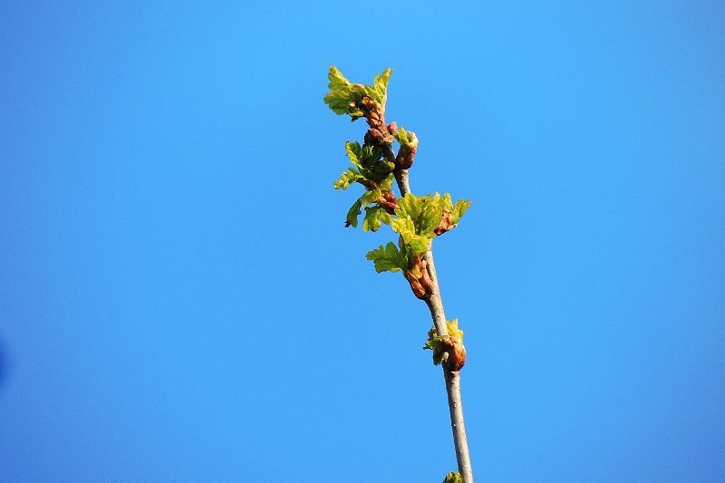 AC03.jpg - Tegen de blauwe lucht springt het groen van de net uitlopende Eikenblaadjes er extra goed uit. Alleen zou ik hier hebben gekozen voor een staande uitsnede. Er is nu wel heel veel blauw in beeld.         