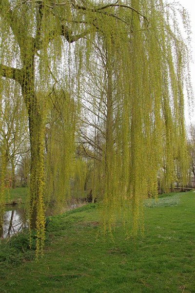 AF02.JPG - Een van de eerste bomen die groen wordt de treurwilg.