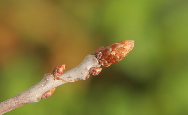 AF03.jpg - In de achtergrond zit al groen de knop nog niet, maar je ziet dat hij op springen staat.