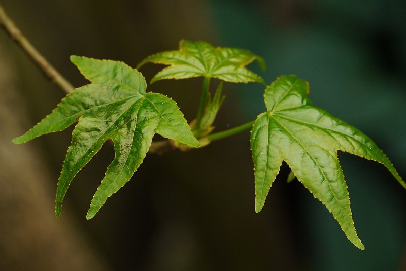 AG01.jpg - Deze foto moet je eigenlijk als een soort drieluik met de volgende twee foto's bekijken. Maar deze is goed van scherpte en goed belicht.