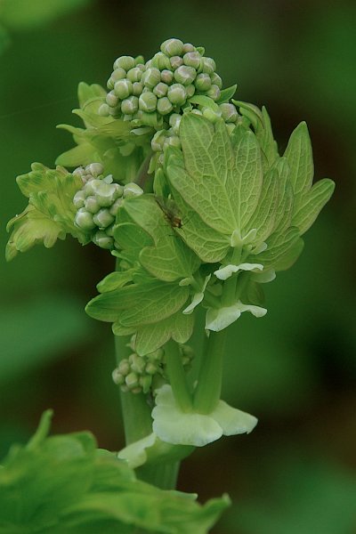 AH02.jpeg - Hier een moois scherp begin van bladeren en bloemen. Doordat de planten op de achtergrond wat verder weg staan blijven ze ondanks het al wat kleinere diafragmagat (F11) toch nog flink onscherp.