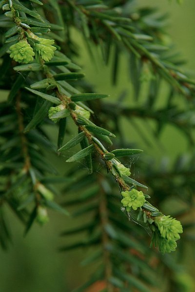 AH03.jpeg - Het takje met de fris groene uitlopers is heel mooi en ook scherp. Alleen zijn de takken op de achtergrond ondanks het feit dat ze niet scherp zijn wel wat storend aanwezig.