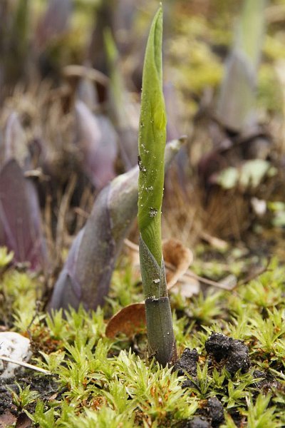 AJ01.jpg - Zo'n net uit de grond komende groene uitloper is mooi. Hij zou alleen misschien nog mooier uitkomen als de achtergrond waziger was. Je hebt hier 200mm tele gebruikt, misschien had het iets minder op elkaar gedrukt geleken als je wat dichterbij had gefotografeerd met een minder lang brandpunt (bijvoorbeeld 50mm) het wat minder opelkaar gedrukt zou zijn geweest. En dan een groter diafragma gat (lager getal) had de achtergrond zowel in dit geval als ook bij het kortere brandpunt onscherper geworden (dus rustiger). 