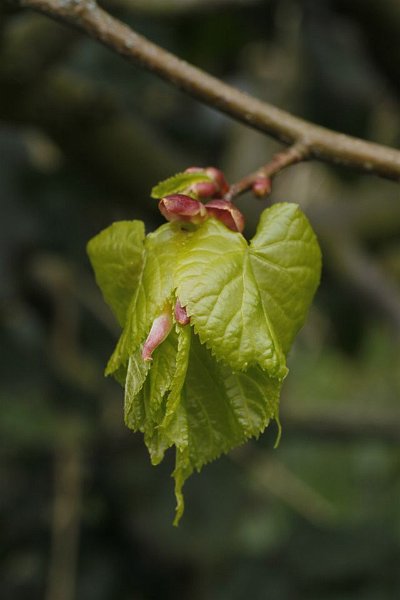 AJ03.jpg - Hier is ook de belichting en scherpte weer perfect. De achtergrond is nog wel wat rommelig maar wel al rustiger je had hem nog wat waziger kunen maken door wat te experimenteren met een wat grotere diafragma opening (lager getal)