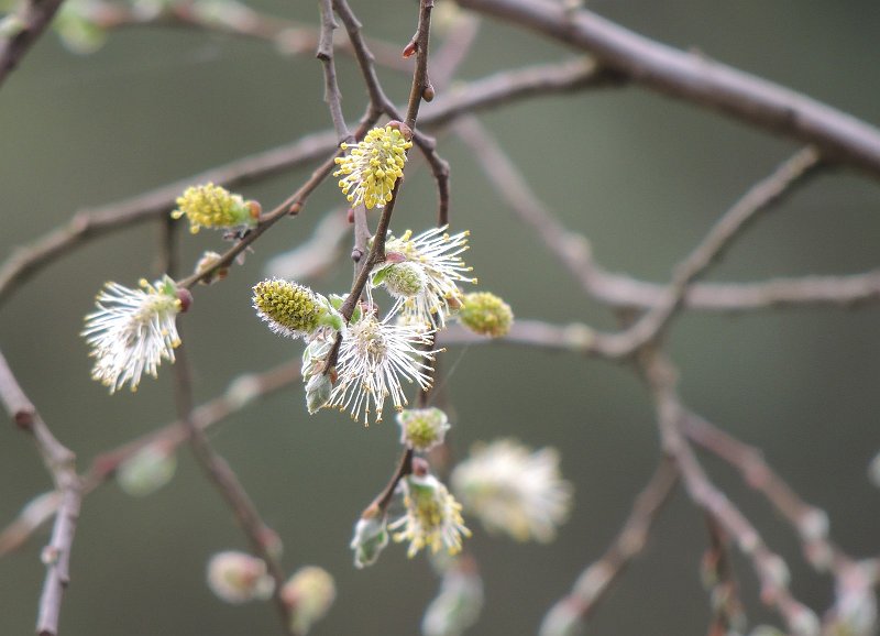 AM01.JPG - Mooi deze haarscherpe katjes, en ook heel geod belicht. Het prille groen zit er hier en daar net een beetje tussen.