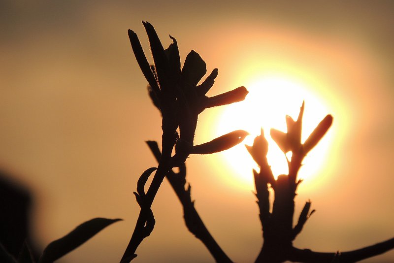 AM02.JPG - Een zeer sfeervolle opname met dit tegenlicht. Alleen is het ontluikende groen niet te zien, maar als je goed kijkt zie je wel het harige van de jonge blaadjes.