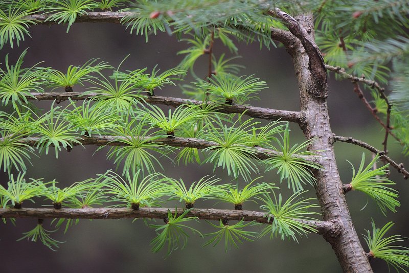 AM03.JPG - Een heel bijzondere foto deze net uitgelopen toefjes Larix naalden. Ik kan zo het totaal beeld uiteraard niet zien, maar ik denk dat deze foto nog mooier zou zijn geworden als je de vertikale tak rechts aan de rand van het beeld zou hebben gezet en de bovenkant net boven de derde tak zou laten eindigen.