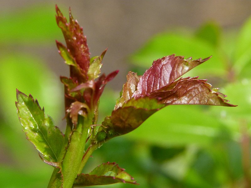 AN01.jpg - Heel mooi die fel groene onscherpte in de achtergrond. Jammer dat die uitlopende blaadjes net niet helemaal scherp zijn. Misschien had je met wat proberen met iets meer of minder inzoomen en dichterbij of verder af wat gunstiger uit kunnen komen.