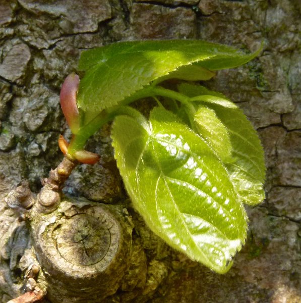 AN02.jpg -  Een hele mooie compositie met dat schors op de achtergrond. Ook dat "oog" van de ooit afgesnoeide tak draagt goed bij aan het geheel. Het lijkt alsof het onderste blad toch nog bewegingsonscherpte heeft, maar ik schrijf het toe aan de onscherpte in combinatie met de glimmende plekken.