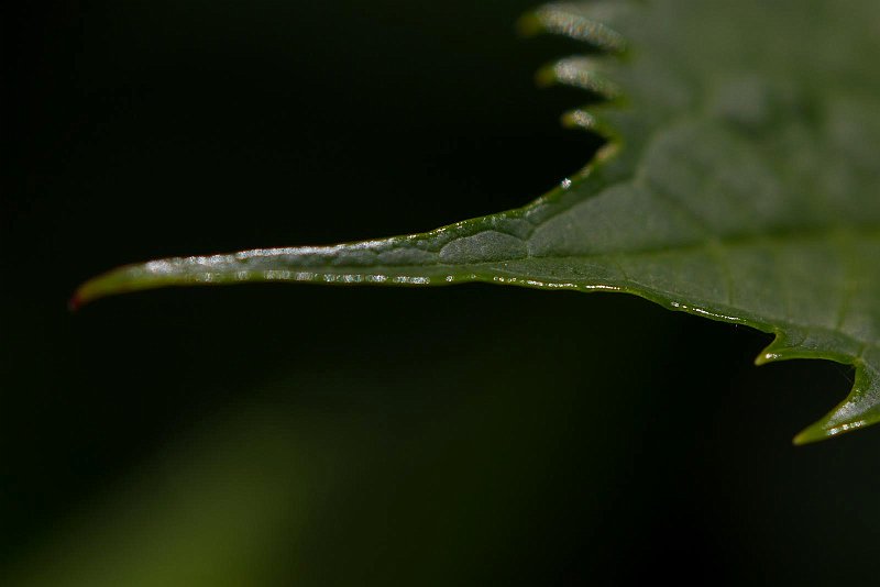 AO02.jpg - Heel mooi belicht. En een mooie donkere ondergrond. Aangezien er licht genoeg was hier (zie de sluitertijd van 1/2000ste) zou ik hier hebben geprobeerd om met wat verschillende diafragma's te experimenteren om de hele bladpunt scherp te krijgen. Ik schat dat dit met een diafragma van rond de F8 of F11 zou zijn gelukt.