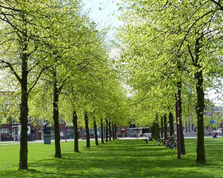 AP02.jpg - Twee rijen fris ontluikend groen. Ook in de stad is er genoeg ontluikend groen op de foto te zetten. Goed belicht.