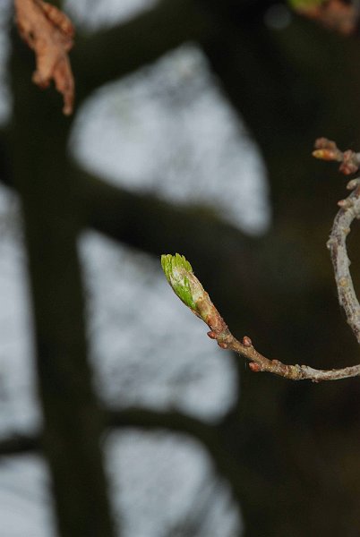 AQ02.jpg - De bomen en takken op de achtergrond geven deze foto wat extra's.  Het takje en knop op de voorgrond lichten zo goed op doordat hier gebruik is gemaakt van invulflits.