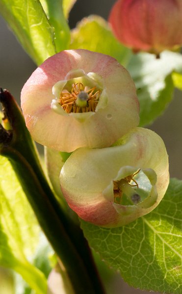 AR02.jpg - Om in een bloemetje van een Bosbes te kijken moet je wel wat moeite doen. En soms bijna een gat graven om met je camera laag genoeg te kunnen komen. Heel mooi belicht en ook het net uitgelopen groen staat er mooi op.