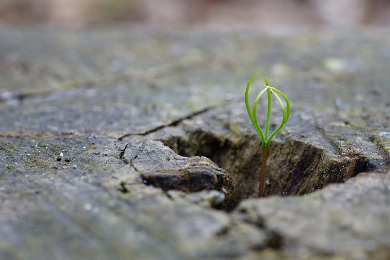 AR03.jpg - Dit ontluikende groen (een kiemplantje van een Den) Komt op in een gat van een boomstronk. Mooi de exact voldoende scherpte om het hele plantje vast te leggen. En ook goed belicht.