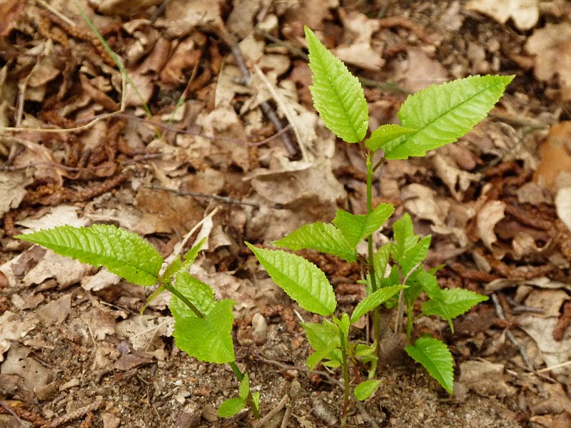 AT02.JPG - Zo in het voorjaar springt het bijna letterlijk de grond uit. Alle nog dorre balderen op de achtergrond maar al het verse groen wat al weer op komt. Heel goede belichting en een mooi weglopende scherpte. Iets wat met een hybridecamera extra moeilijk is.