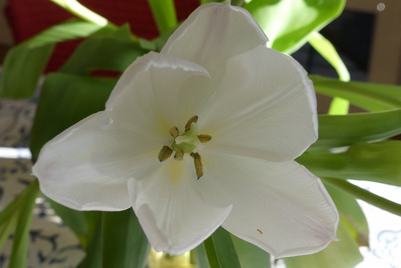 AJ02.JPG - Ook deze witte tulp wordt verlicht.