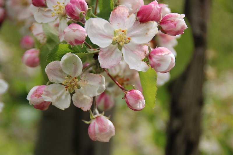 AH01.JPG - De bloesem is altijd een anatrekkelijk object om te fotograferen. Jammer dat de scherpte hier niet op de voorste bloemen valt. Ga je verder naar achteren in het groepje dan zie je scherpere knoppen en een scherp groen blaadje.