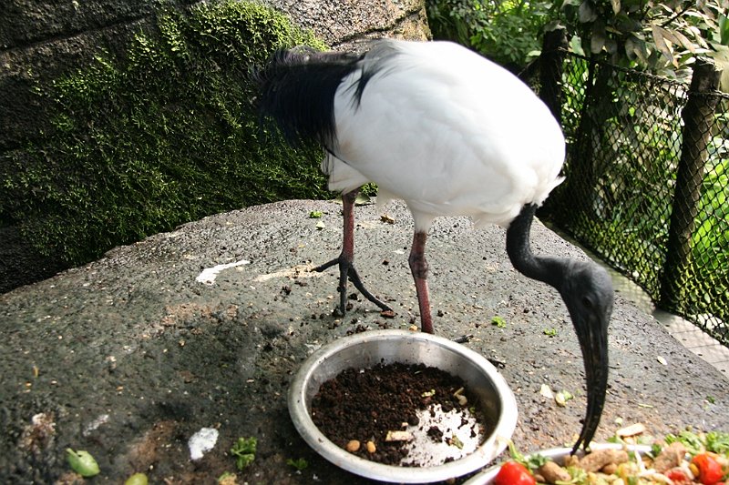 AB01.JPG - Ook dit is uiteraard eten.