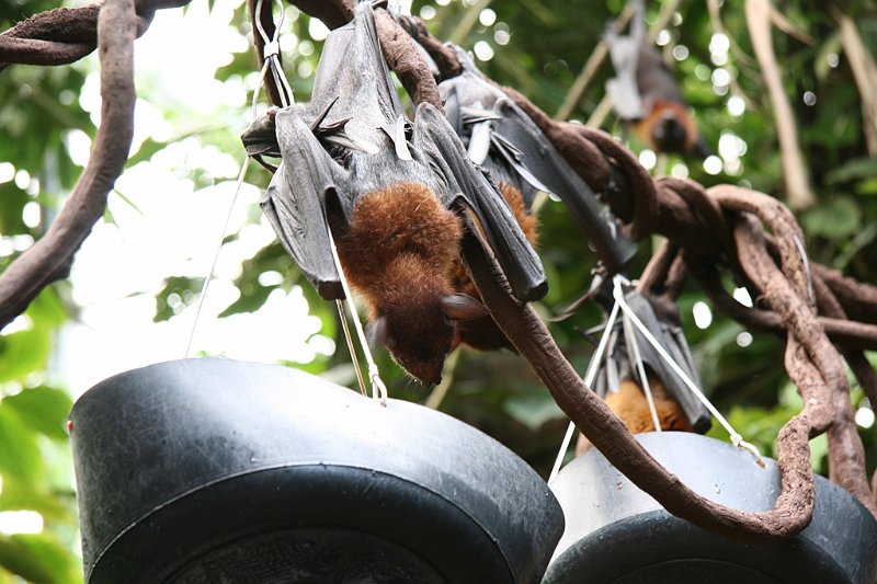 AB02.JPG - In de dierentuin kan je ook heel veel etens tafereeltjes vast leggen. Zowel van mens als dier.