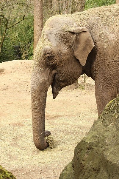 AD01.JPG - Ik heb het in deze serie al eerder gezegd. De dierentuin is een goede plek voor eet foto's.