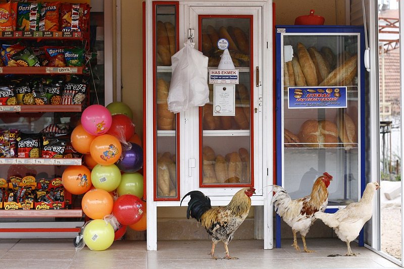 AK01.JPG - De kippen gingen ook boodschappen doen. (Ze lieten wel wat achter.)