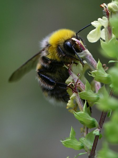 AK03.JPG - Deze hommel zou haar kop het liefst nog verder er in stoppen om bij die lekkere nectar te komen.