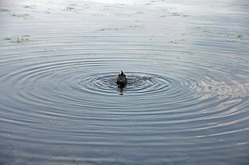 AC03.JPG - Deze zijn wel mooi rond! Ondanks het grote in verhouding lichte wateroppervlak heeft de automatische belichting het hier goed gedaan.