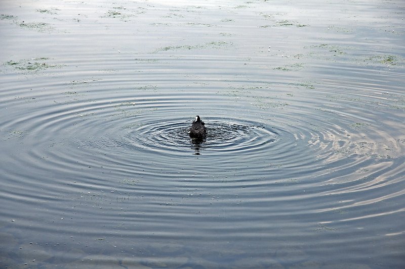 AC03.JPG - Deze zijn wel mooi rond! Ondanks het grote in verhouding lichte wateroppervlak heeft de automatische belichting het hier goed gedaan.