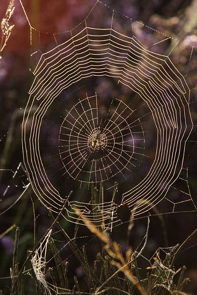 AM03.JPG - Ook hier mooie ringen. Doordat het spinnenweb bijna recht van voren is genomen is het helemaal scherp.